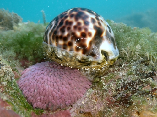 Tiger Cowrie