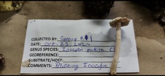 Inocybe pudica