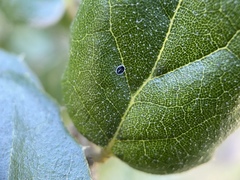 Tetraleurodes perileuca