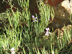 Pelargonium laevigatum oxyphyllum