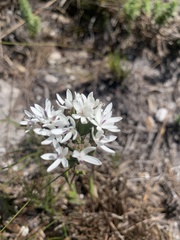 Corymbium cymosum