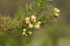 Baccharis linearis