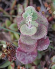 Crassula cordata