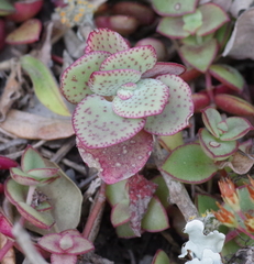 Crassula cordata