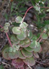 Crassula cordata