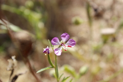 Clarkia delicata