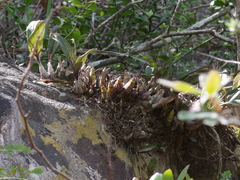 Polystachya pubescens