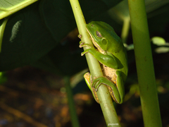 Phyllomedusa iheringii