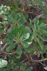 Othonna triplinervia