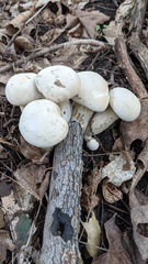 Tylopilus intermedius
