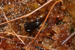 Capensibufo tradouwi