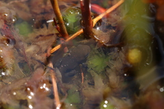 Capensibufo tradouwi
