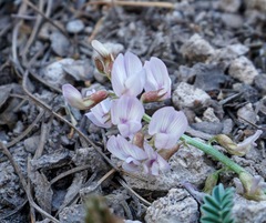 Astragalus cobrensis