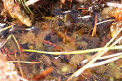 Capensibufo tradouwi