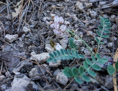 Astragalus cobrensis