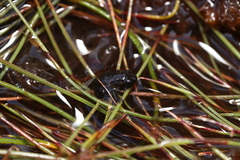 Capensibufo tradouwi