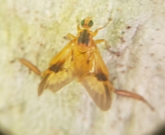 Trichacantha atranupta