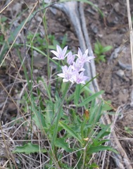 Allium drummondii