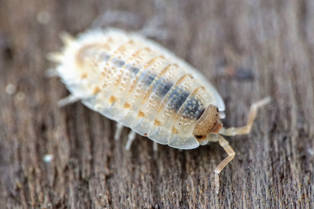 Lamellated Woodlouse