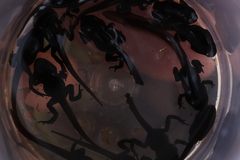 Capensibufo tradouwi