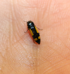 Ptosima gibbicollis