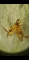 Trichacantha atranupta
