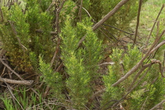 Baccharis linearis