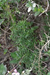 Asparagus densiflorus