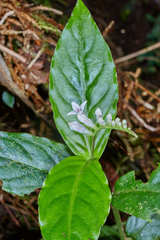 Spigelia carnosa