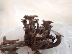 Craterellus foetidus