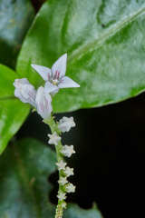 Spigelia carnosa