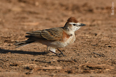 Red-Capped Lark photo 5