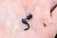 Capensibufo tradouwi