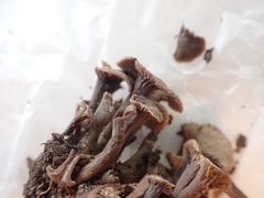 Craterellus foetidus