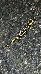 Salamandra salamandra terrestris