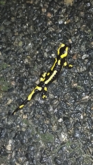 Salamandra salamandra terrestris