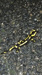 Salamandra salamandra terrestris