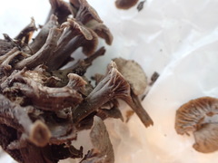 Craterellus foetidus