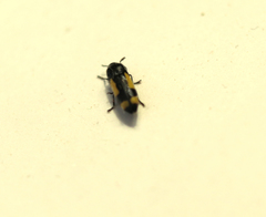 Ptosima gibbicollis