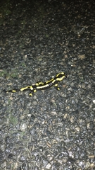 Salamandra salamandra terrestris