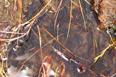 Capensibufo tradouwi