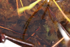 Capensibufo tradouwi