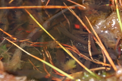 Capensibufo tradouwi