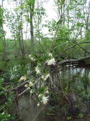 Styrax americanus