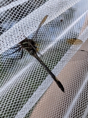 Brechmorhoga praecox