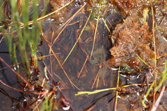 Capensibufo tradouwi