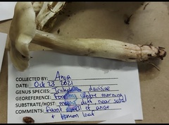 Tricholoma davisiae