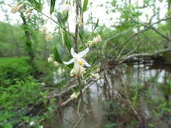 Styrax americanus