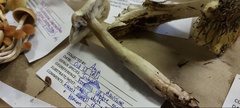 Tricholoma davisiae