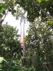 Cavanillesia platanifolia